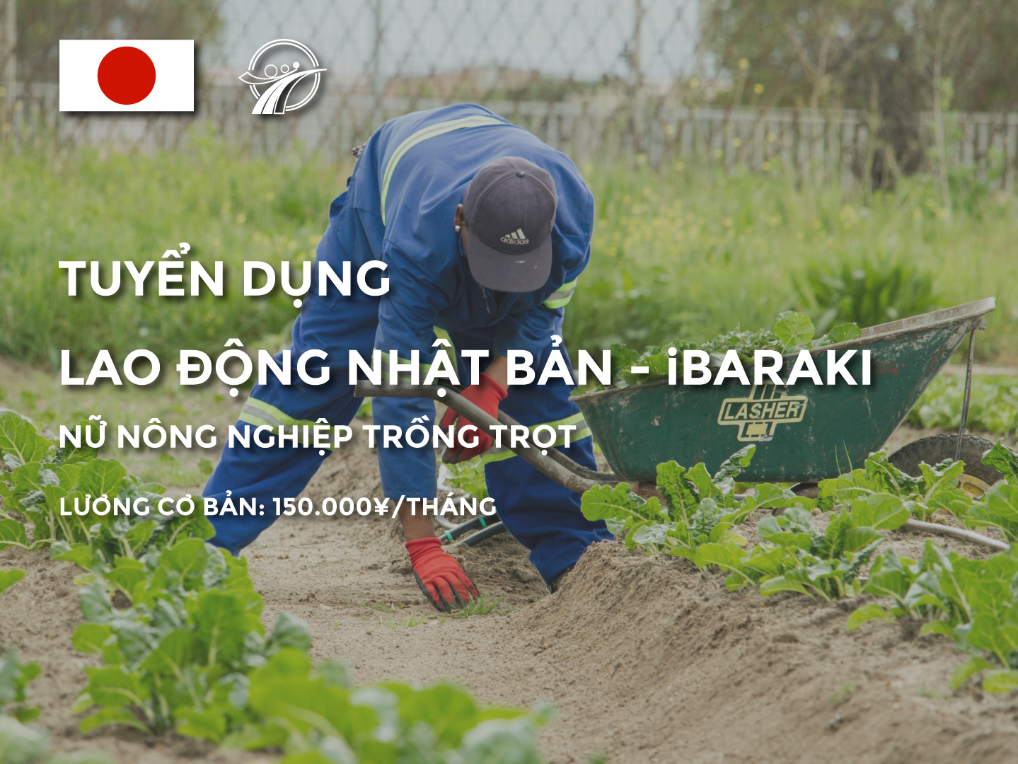 lao động nhật bản